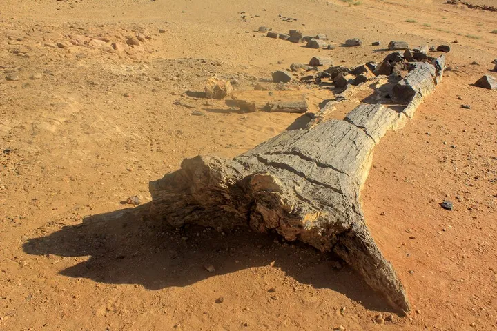 Petrified Wood