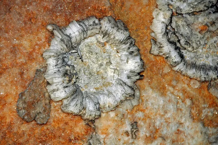 Selenite